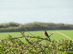 SX18024 Meadow Pipit (Anthus pratensis) on bramble.jpg